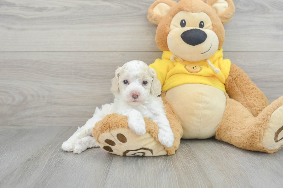 5 week old Poochon Puppy For Sale - Florida Fur Babies