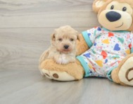 5 week old Poochon Puppy For Sale - Florida Fur Babies