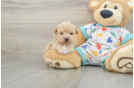 Funny Poochon Poodle Mix Pup