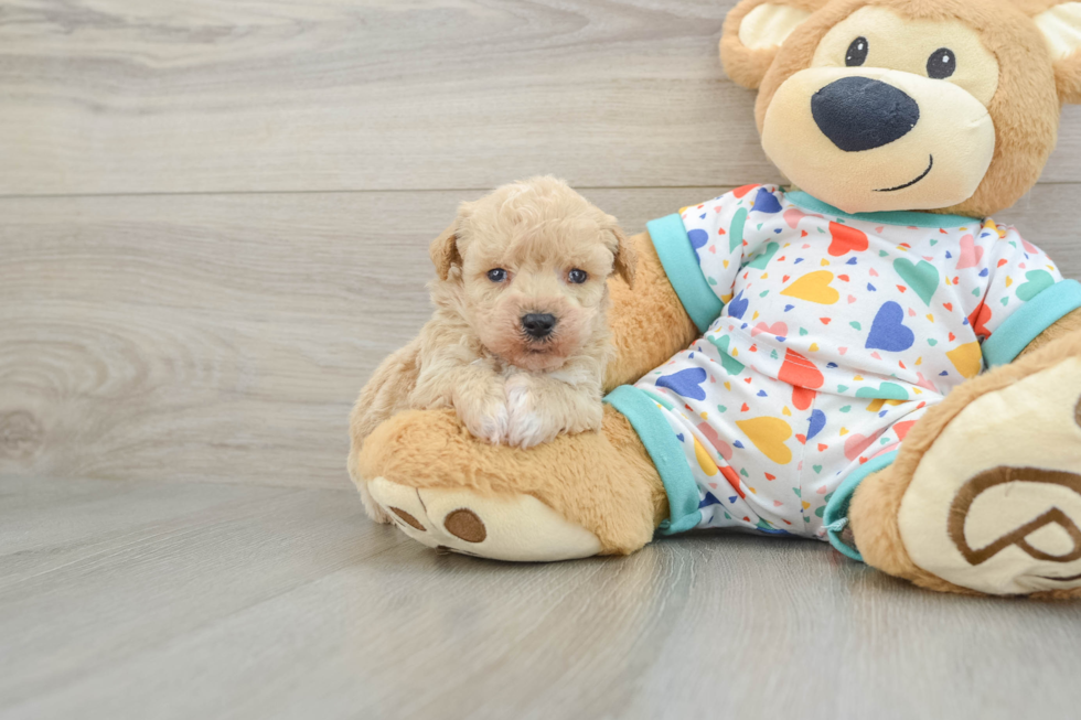 Funny Poochon Poodle Mix Pup