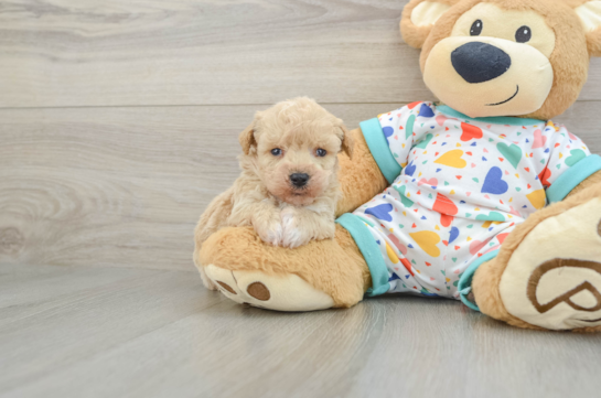 Funny Poochon Poodle Mix Pup