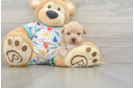 Hypoallergenic Bichpoo Poodle Mix Puppy