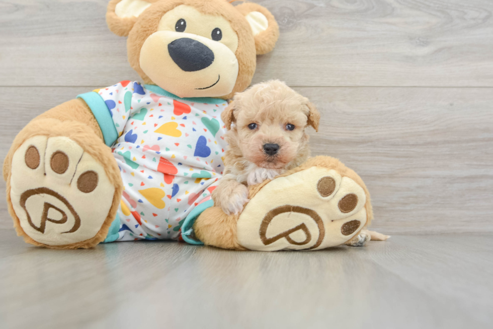 Hypoallergenic Bichpoo Poodle Mix Puppy