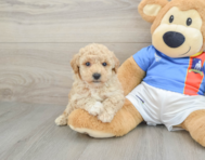 6 week old Poochon Puppy For Sale - Florida Fur Babies