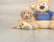6 week old Poochon Puppy For Sale - Florida Fur Babies