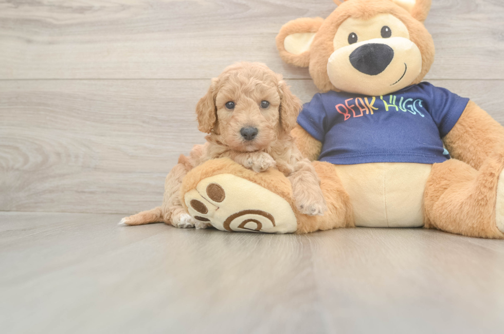 5 week old Poochon Puppy For Sale - Florida Fur Babies