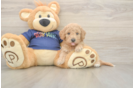 Fluffy Poochon Poodle Mix Pup