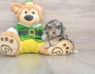 5 week old Poochon Puppy For Sale - Florida Fur Babies