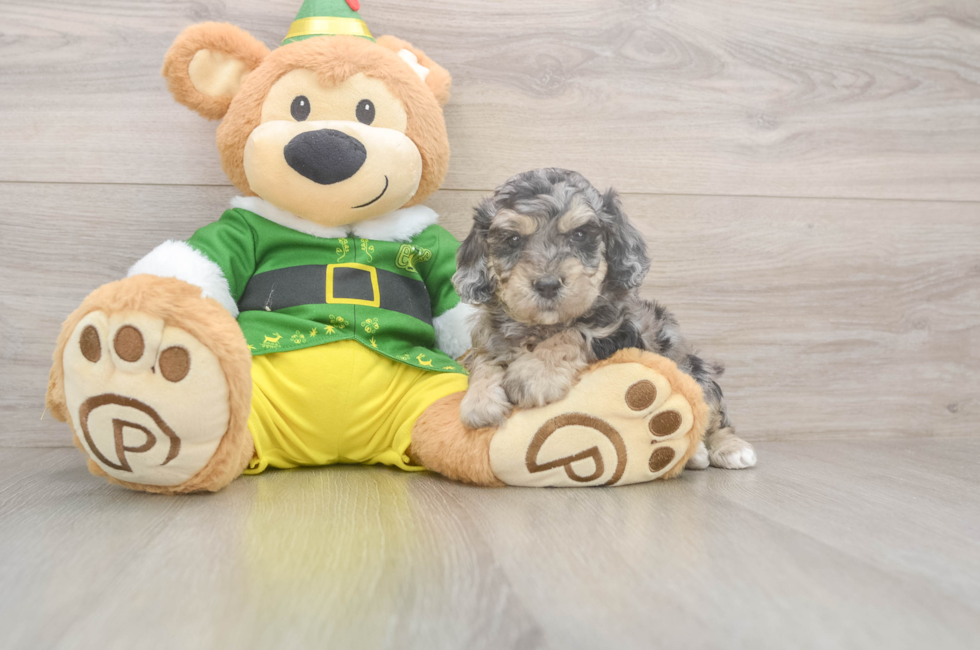 5 week old Poochon Puppy For Sale - Florida Fur Babies