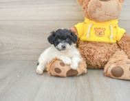 6 week old Poochon Puppy For Sale - Florida Fur Babies