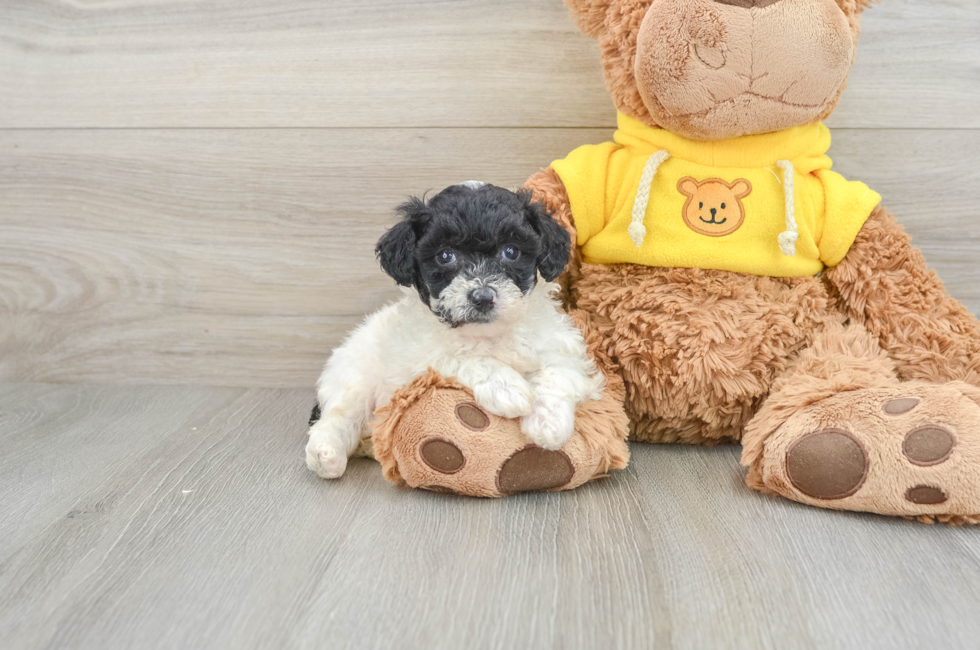 6 week old Poochon Puppy For Sale - Florida Fur Babies