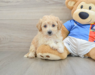 6 week old Poochon Puppy For Sale - Florida Fur Babies