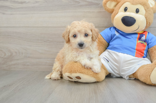 Poochon Pup Being Cute