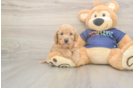 Cute Poochon Baby