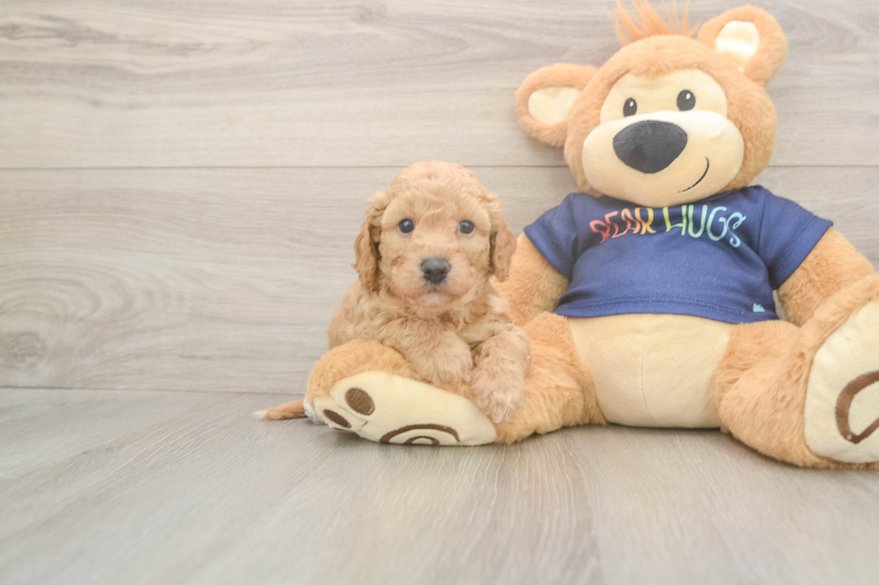 Cute Poochon Baby