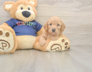 7 week old Poochon Puppy For Sale - Florida Fur Babies
