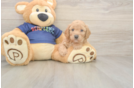 Best Poochon Baby