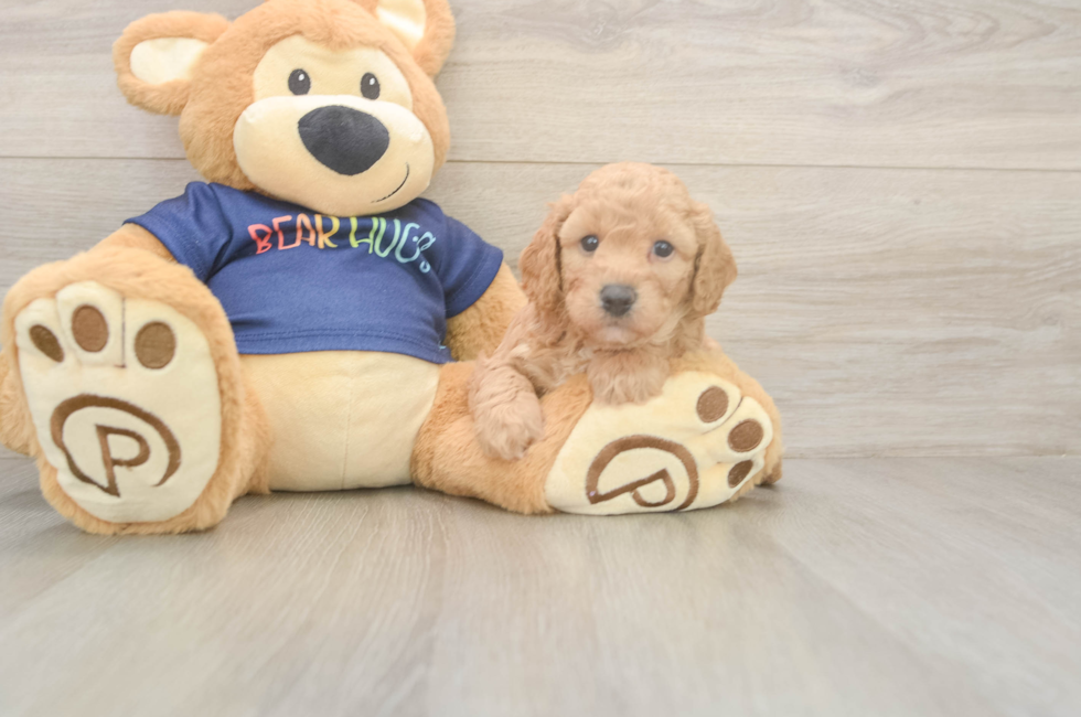 5 week old Poochon Puppy For Sale - Florida Fur Babies