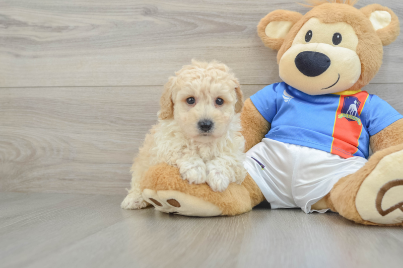 Meet Jake - our Poochon Puppy Photo 1/3 - Florida Fur Babies