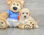 6 week old Poochon Puppy For Sale - Florida Fur Babies