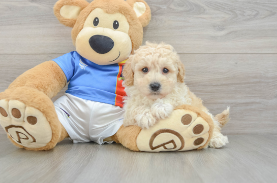Small Poochon Baby