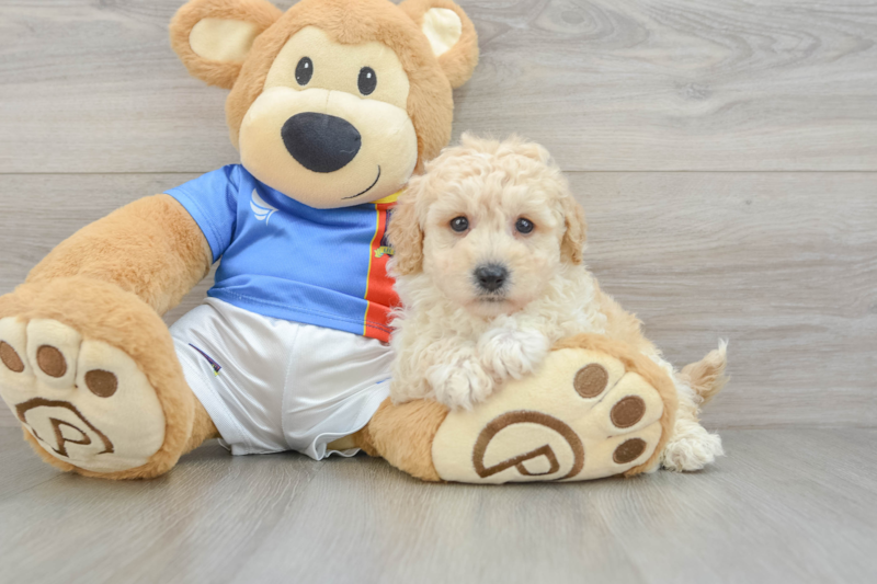 Meet Jake - our Poochon Puppy Photo 3/3 - Florida Fur Babies