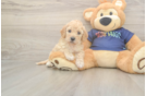 Best Poochon Baby
