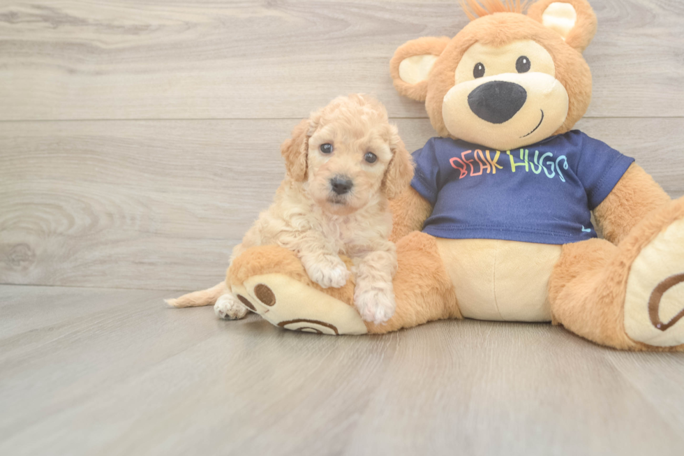 Best Poochon Baby