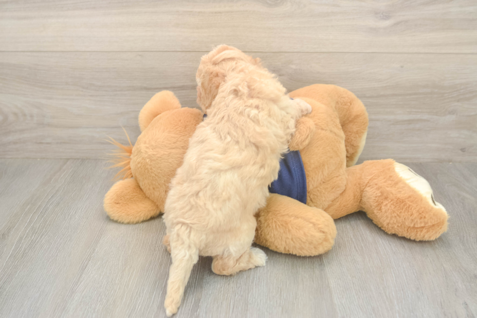 Best Poochon Baby