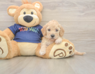 6 week old Poochon Puppy For Sale - Florida Fur Babies
