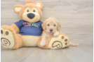 Poochon Pup Being Cute