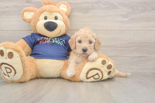 Poochon Pup Being Cute