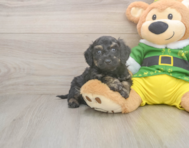 5 week old Poochon Puppy For Sale - Florida Fur Babies