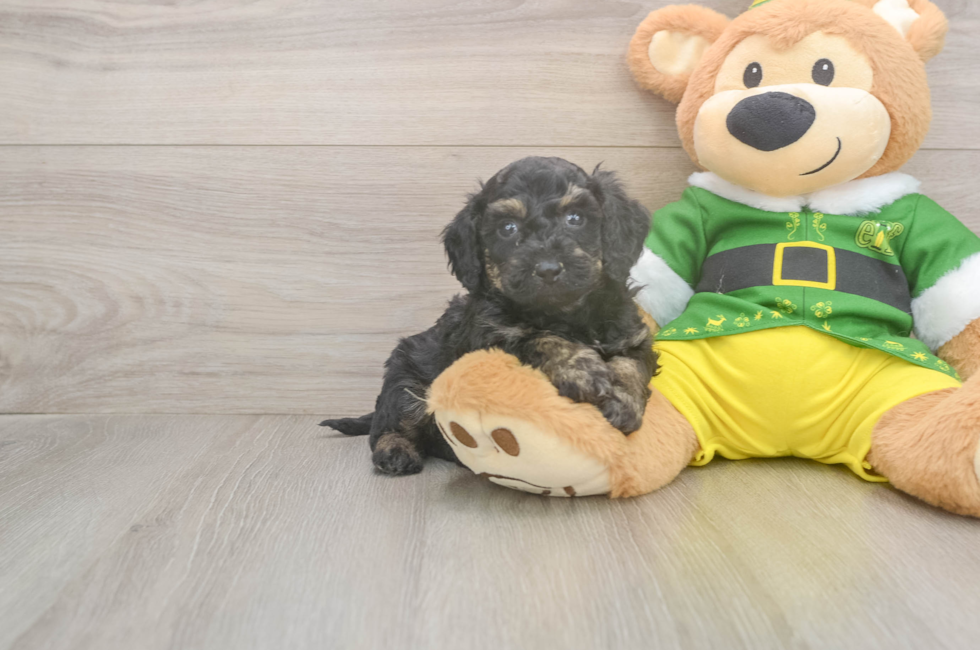 5 week old Poochon Puppy For Sale - Florida Fur Babies