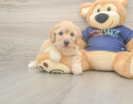 6 week old Poochon Puppy For Sale - Florida Fur Babies