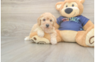 Sweet Poochon Baby