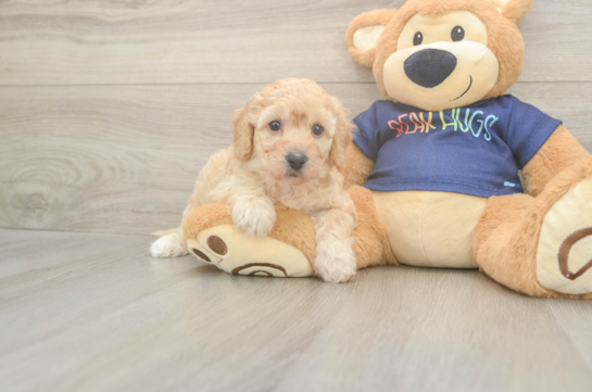 Sweet Poochon Baby