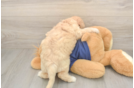 Best Poochon Baby