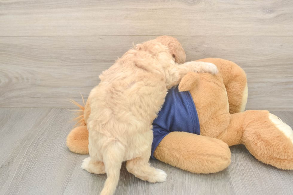 Best Poochon Baby