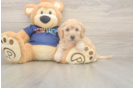 Energetic Bichpoo Poodle Mix Puppy