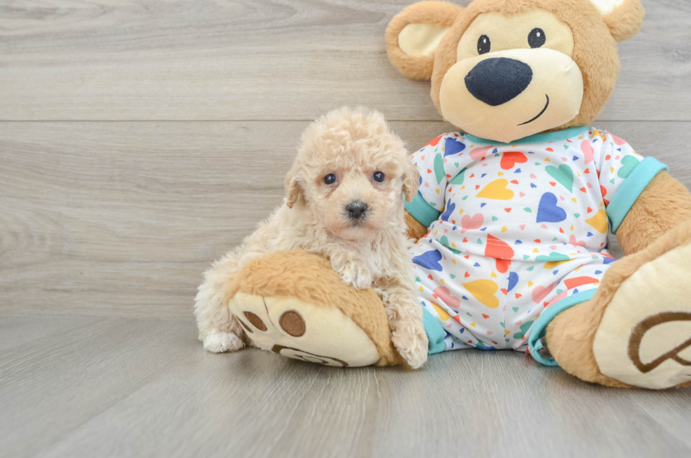 5 week old Poochon Puppy For Sale - Florida Fur Babies