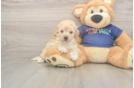 Poochon Puppy for Adoption