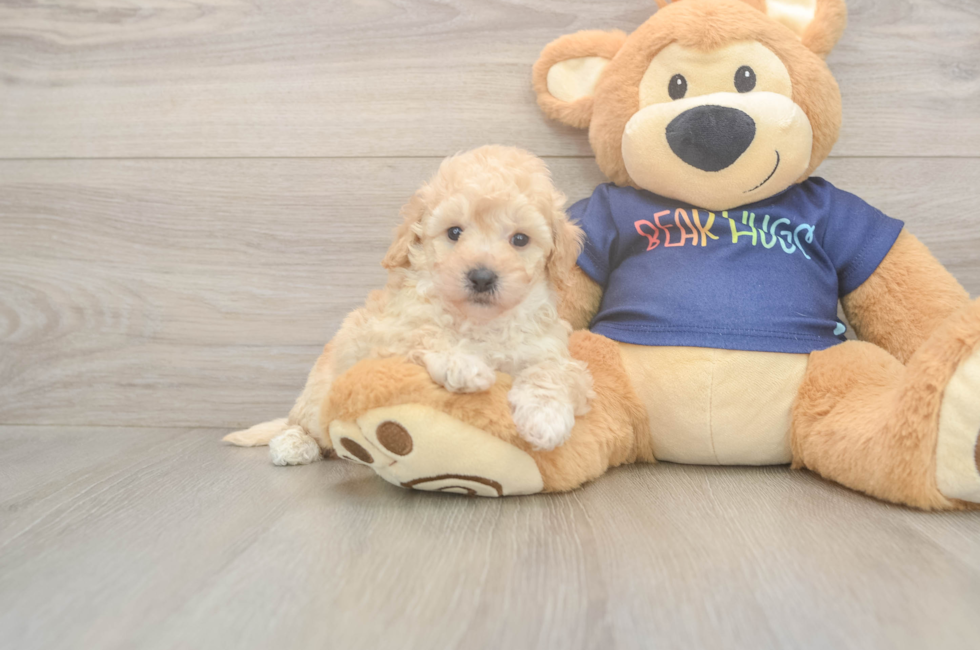 5 week old Poochon Puppy For Sale - Florida Fur Babies