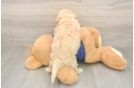 Best Poochon Baby