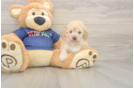 Best Poochon Baby