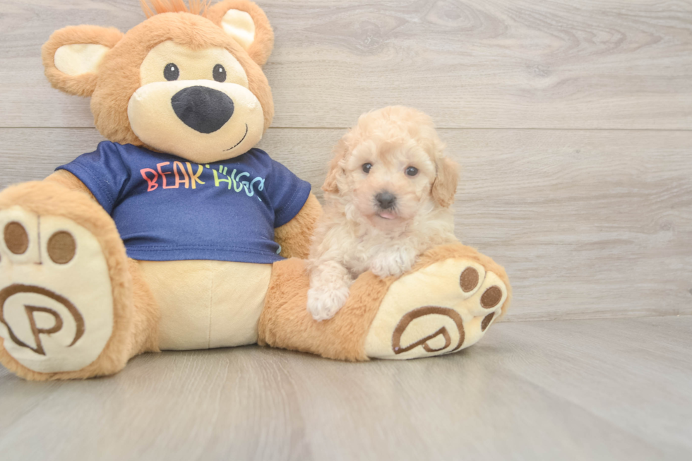 Best Poochon Baby