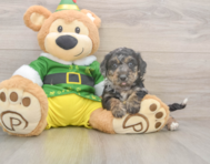 5 week old Poochon Puppy For Sale - Florida Fur Babies