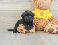 6 week old Poochon Puppy For Sale - Florida Fur Babies