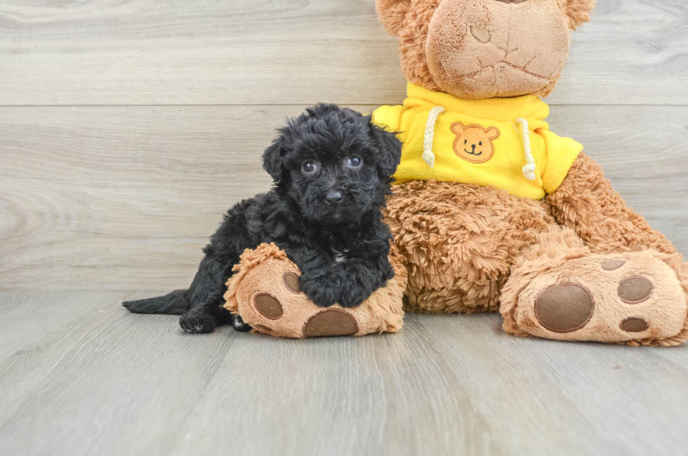 6 week old Poochon Puppy For Sale - Florida Fur Babies