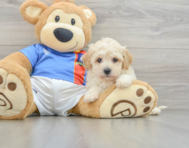 6 week old Poochon Puppy For Sale - Florida Fur Babies